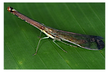 FLOW planthopper fulgoroidea fulgoromorpha insect